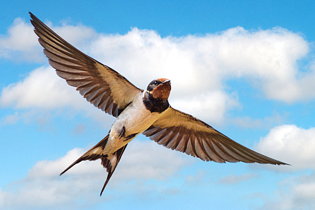 Lastauka-picture-56974